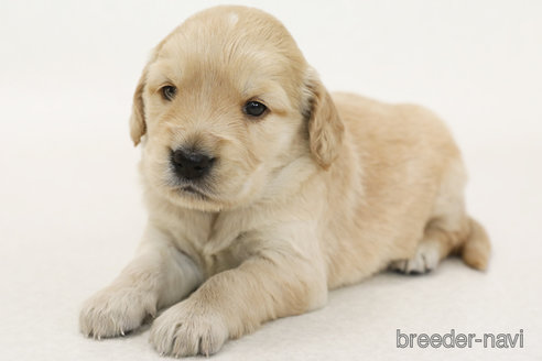 販売中の神奈川県のミックス犬-396646